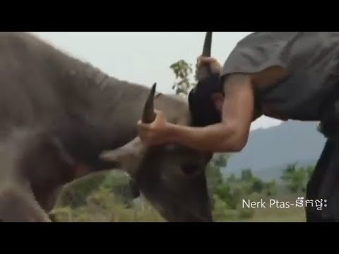រឿង កំពូលក្បាច់គុណខ្មែរ ក្របីលាក់កូន
